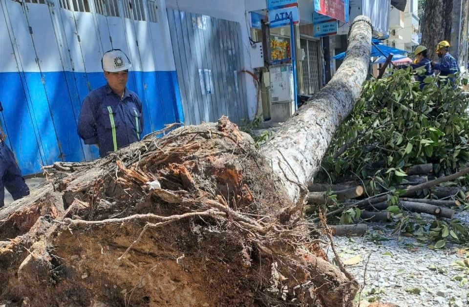 Chủ tịch UBND TPHCM chỉ đạo xử lý nghiêm chủ đầu tư, đơn vị thi công vỉa hè, xâm hại cây xanh