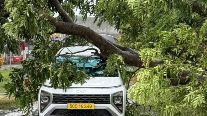 Cây ngã đè trúng xe ô tô trên đường Rạch Cầu Suối, xã Tân Vĩnh Lộc ngày 20-7. Ảnh: HT Phó Chủ tịch UBND TP.HCM chỉ đạo rà soát, xử lý cây xanh nguy cơ gãy đổ trong mùa mưa