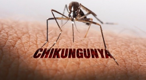 TPHCM: Bệnh Chikungunya đã từng lưu hành, nguy cơ tái xuất hiện ở mức cao