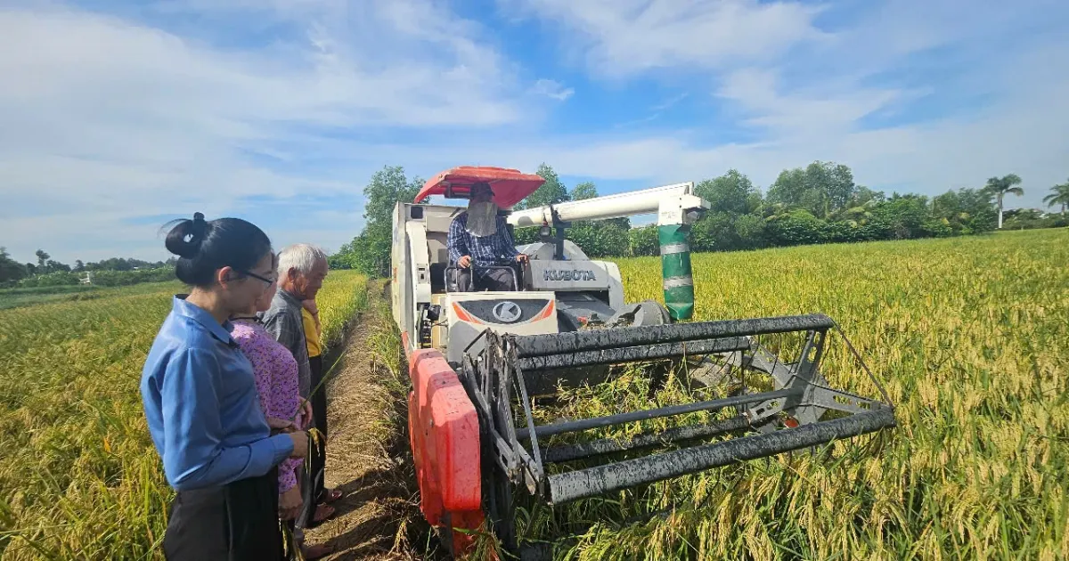 Nông dân TP.HCM trúng đậm lúa ST25 hữu cơ