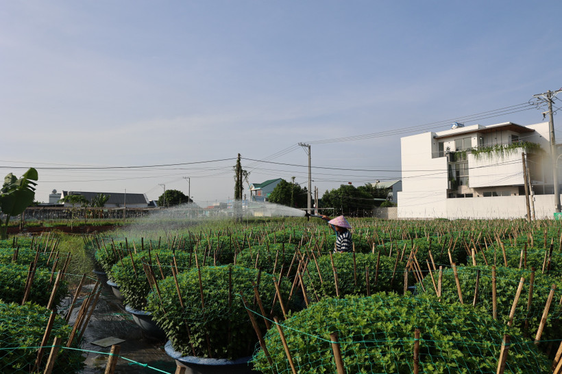 Người dân chăm sóc hoa Tết tại làng hoa Kim Dinh. (Ảnh: Hoàng Nhị/TTXVN)