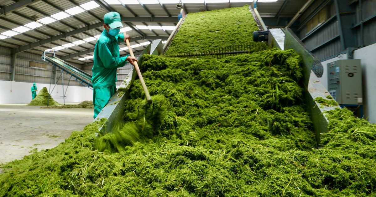 Hôm nay 22-12, tôn vinh Doanh nghiệp Xanh TPHCM năm 2025