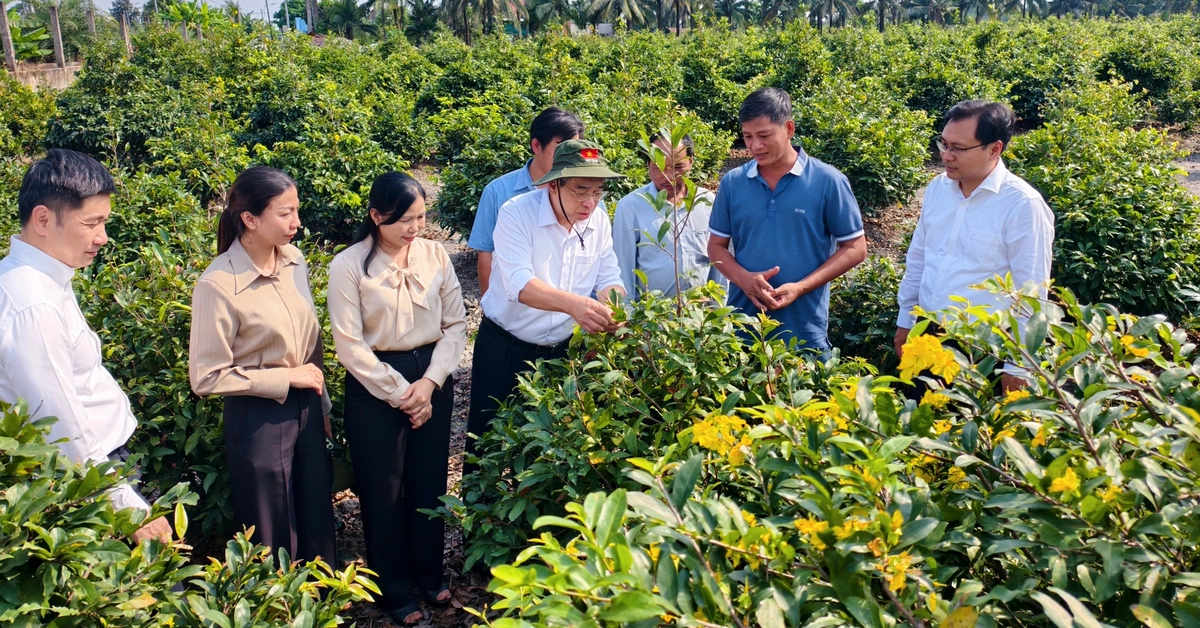 Lãnh đạo TP.HCM thăm nông dân làng mai vàng Bình Lợi trước Tết Bính Ngọ