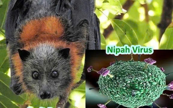 Hiện nay virus Nipah đang lây lan tại Ấn Độ, trong khi Việt Nam chưa ghi nhận trường hợp mắc bệnh. virus Nipah.jpg