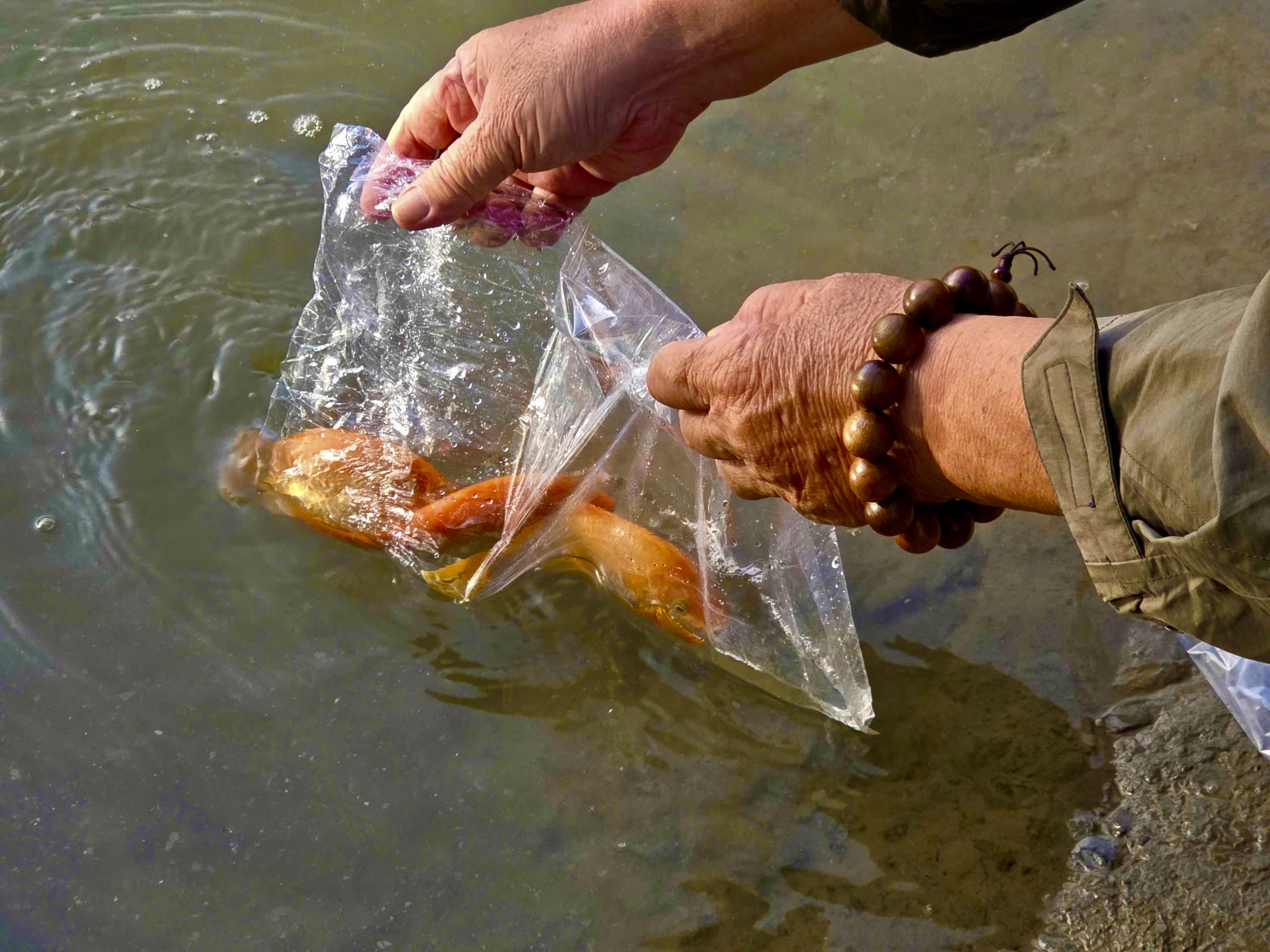 Người dân TP HCM đi thả cá chép từ sáng sớm - Ảnh 10.