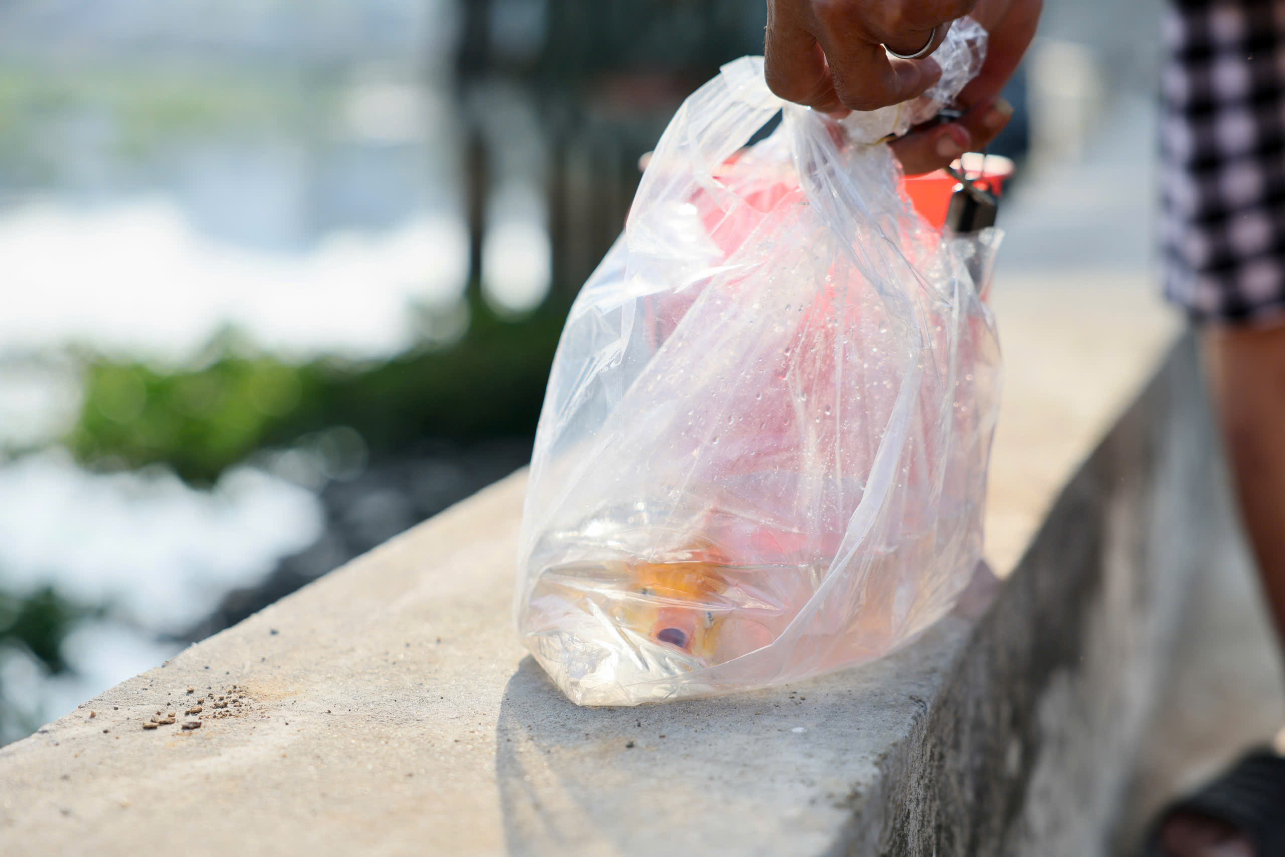 Người dân TP HCM đi thả cá chép từ sáng sớm - Ảnh 4.