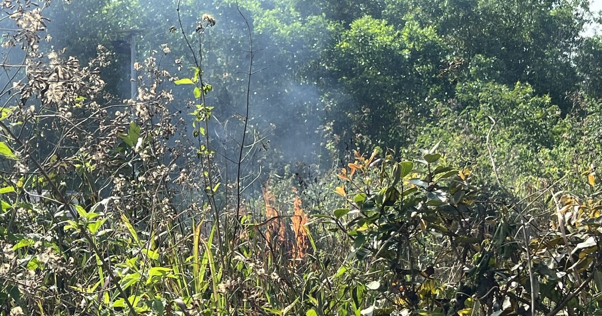 TPHCM tăng cường bảo vệ phòng cháy, chữa cháy rừng