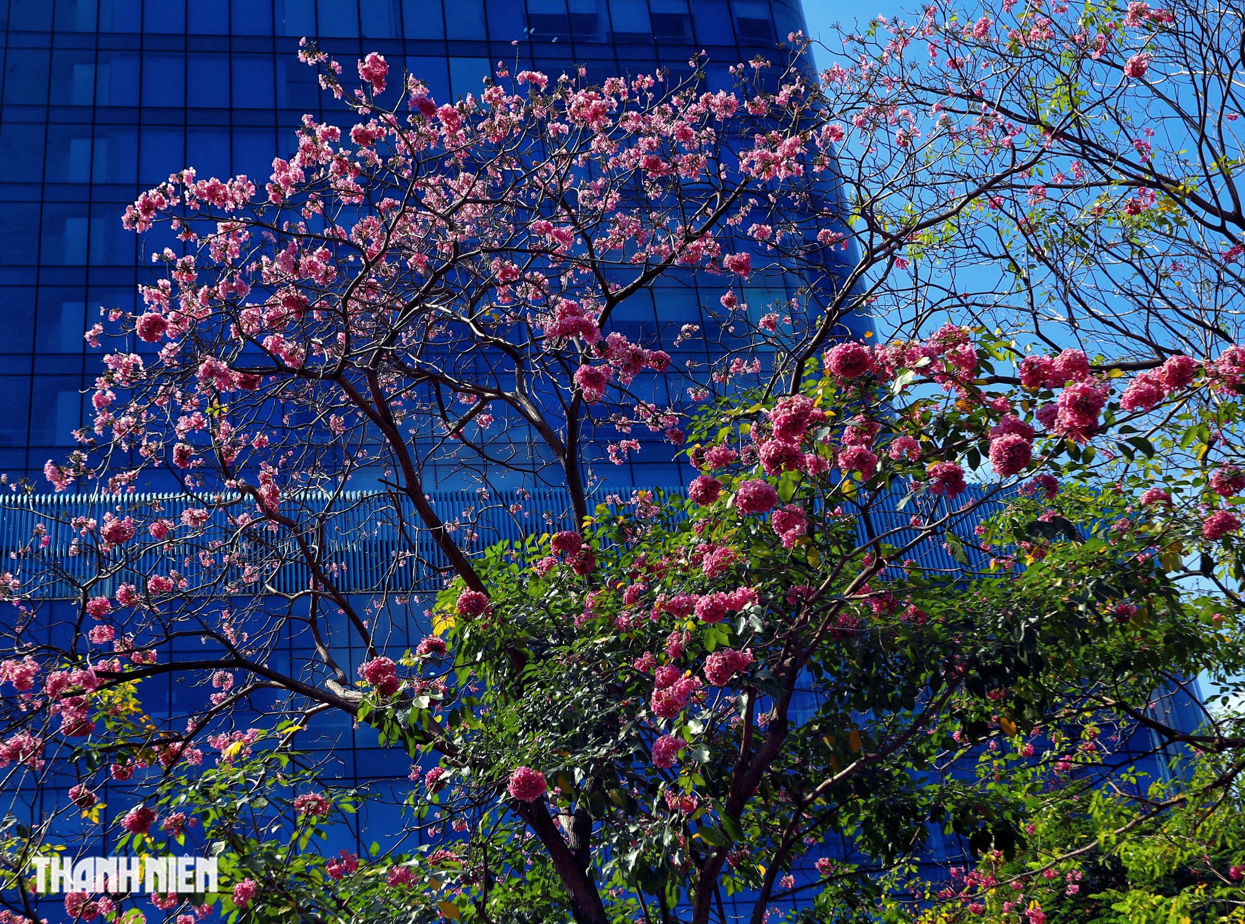 Hoa kèn hồng nở rộ giữa trung tâm TP.HCM, nhuộm hồng đường Hàm Nghi - Ảnh 3.