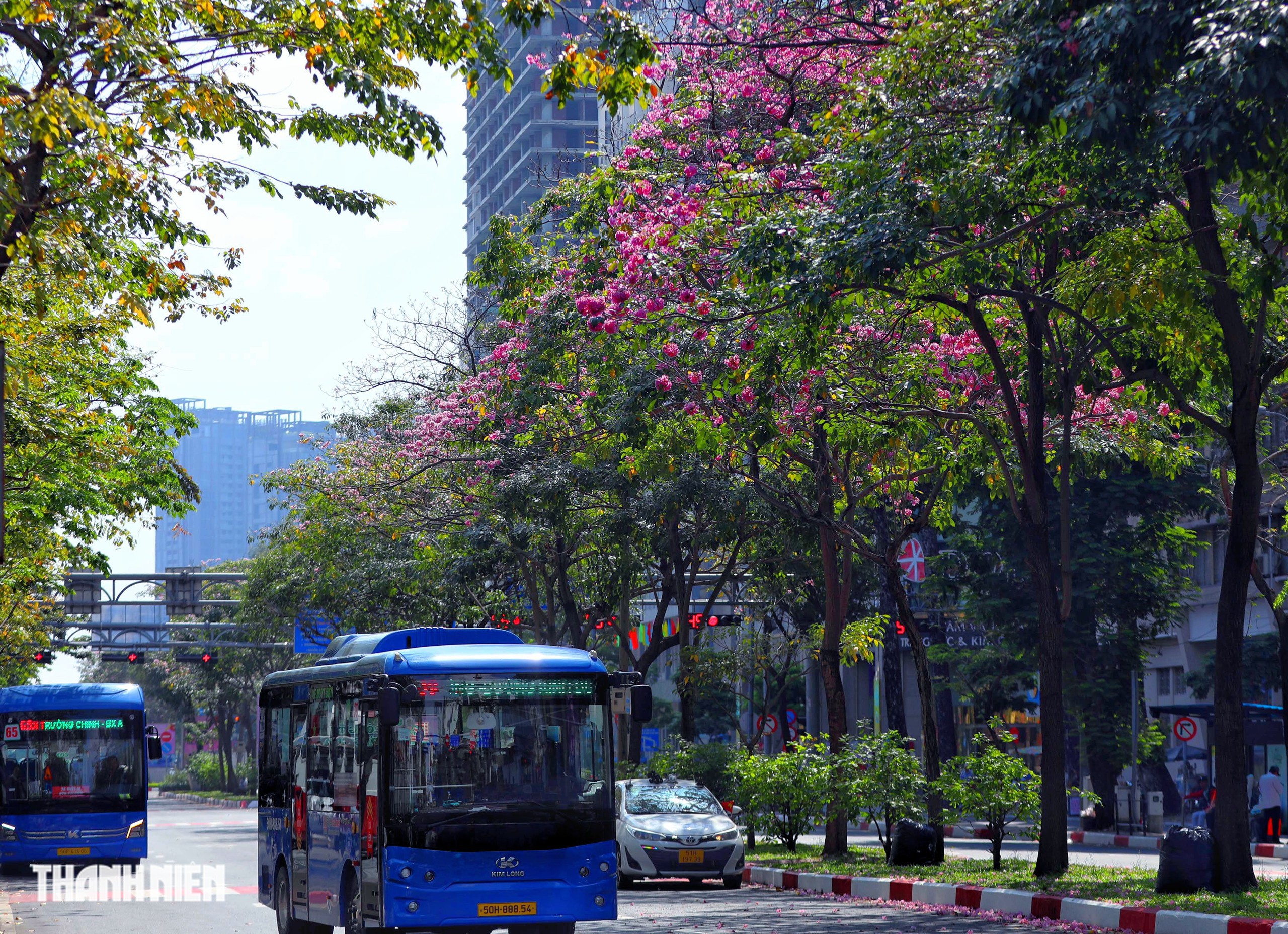Hoa kèn hồng nở rộ giữa trung tâm TP.HCM, nhuộm hồng đường Hàm Nghi - Ảnh 1.