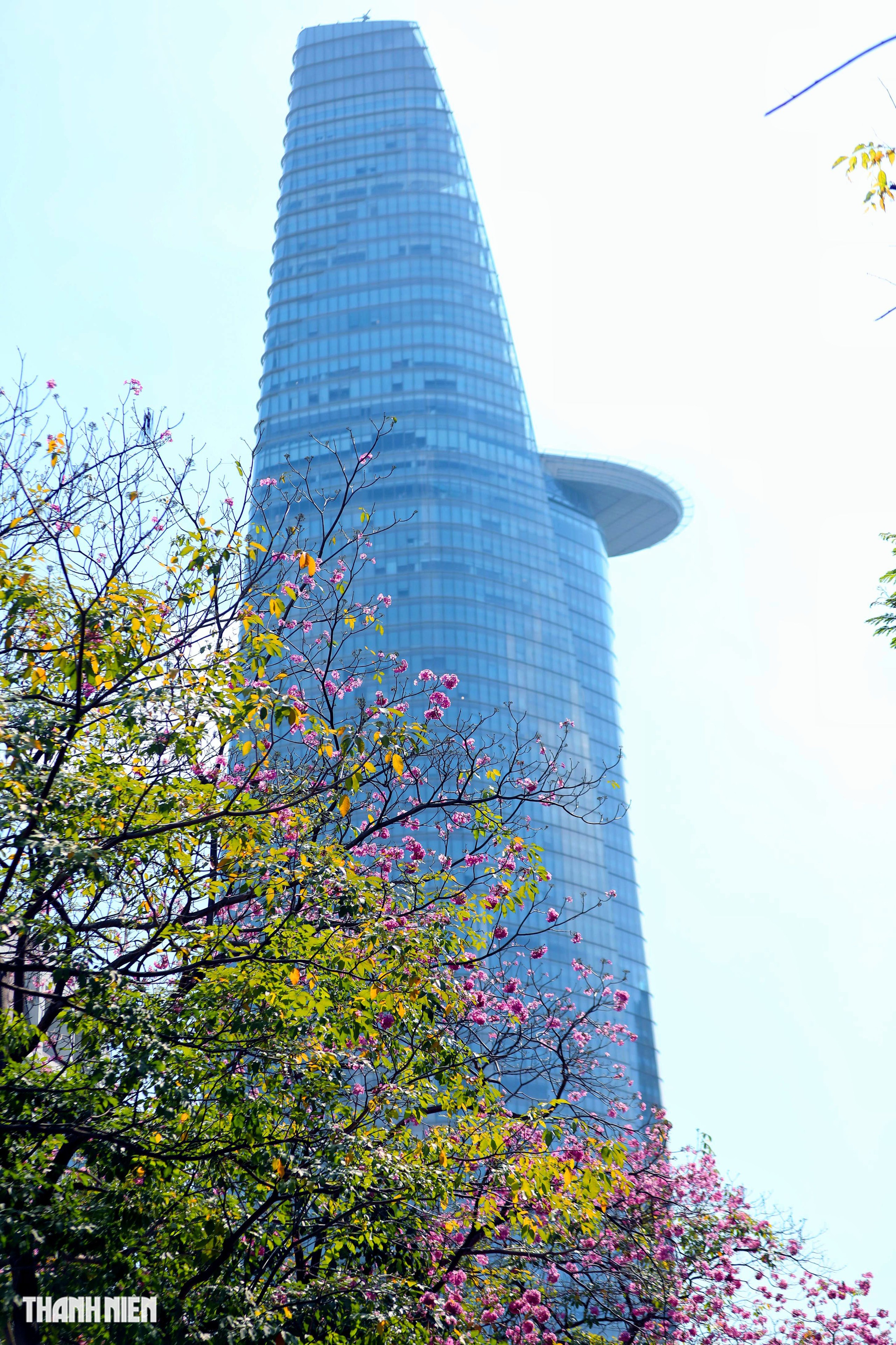 Hoa kèn hồng nở rộ giữa trung tâm TP.HCM, nhuộm hồng đường Hàm Nghi - Ảnh 15.