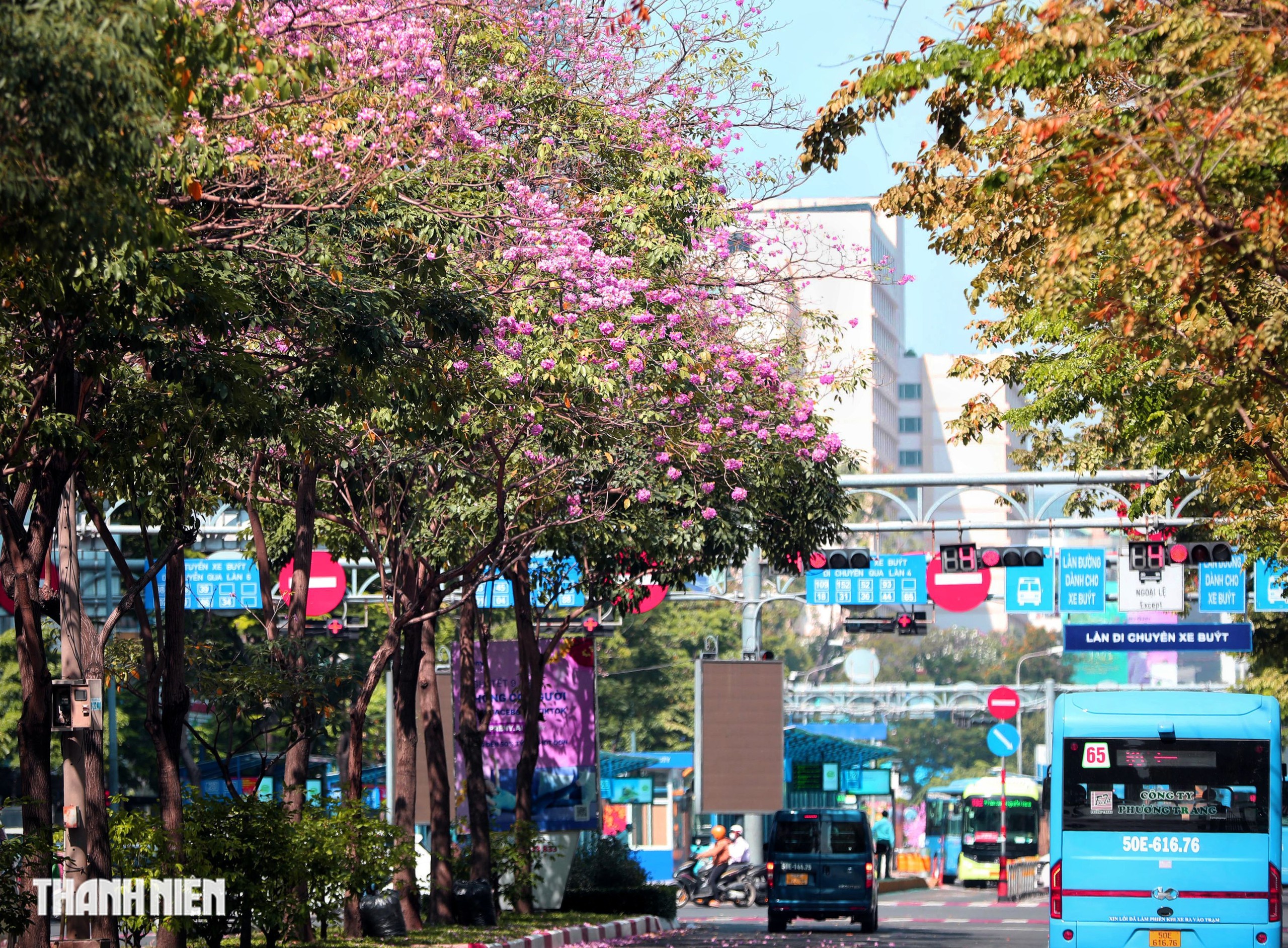 Hoa kèn hồng nở rộ giữa trung tâm TP.HCM, nhuộm hồng đường Hàm Nghi - Ảnh 2.