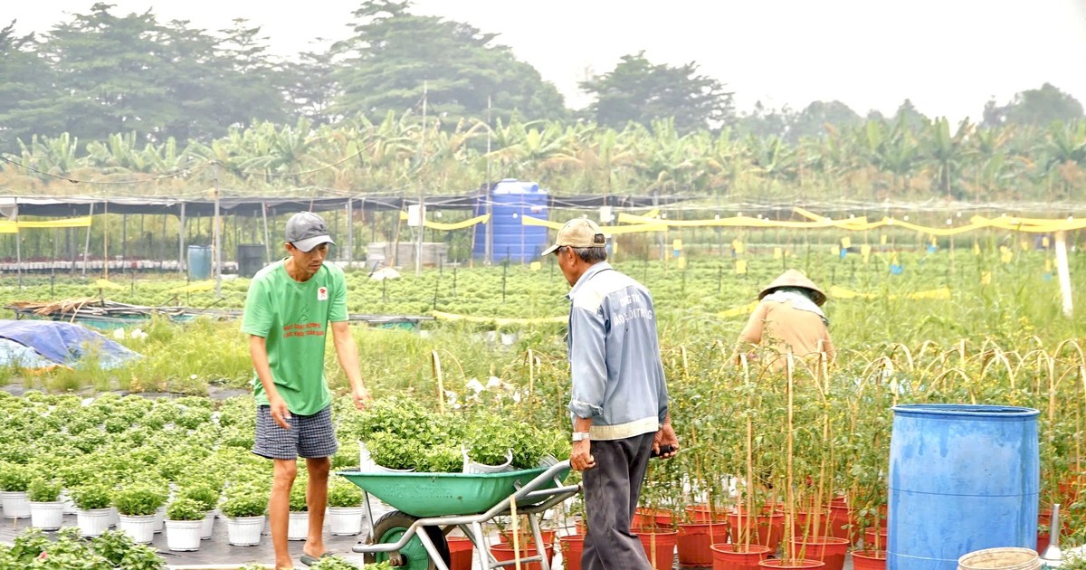 TP.HCM sẽ đào tạo 1.680 lao động nông thôn theo mô hình 'nông dân số'