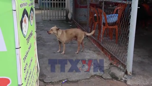 Thành phố Hồ Chí Minh cảnh báo gia tăng bệnh dại trong thời tiết nắng nóng