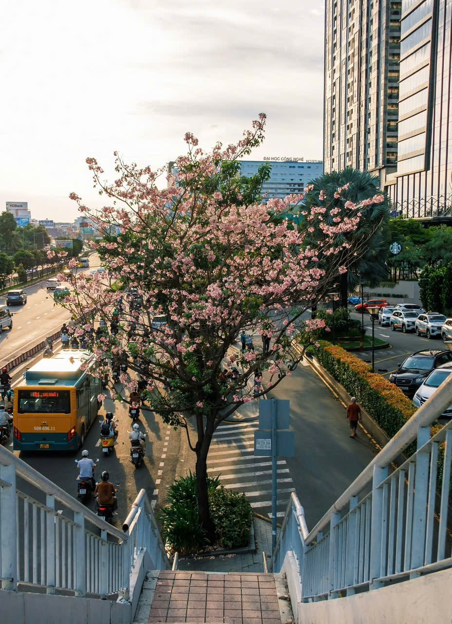 Những chùm hoa kèn hồng nở rộ trên đường Hàm Nghi, tạo nên mảng sắc hồng nổi bật giữa khu trung tâm TP.HCM - Ảnh: @nguyenmay93