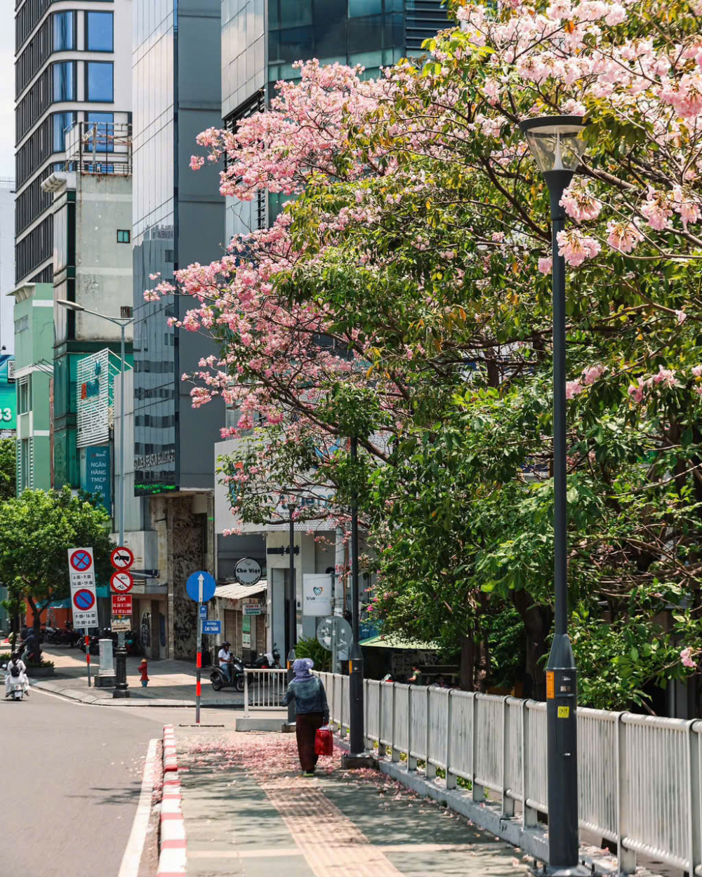 Dọc đường Võ Văn Kiệt, không khó để bắt gặp những cây kèn hồng đang nở rộ trong nhiều ngày qua - Ảnh: @g.huy