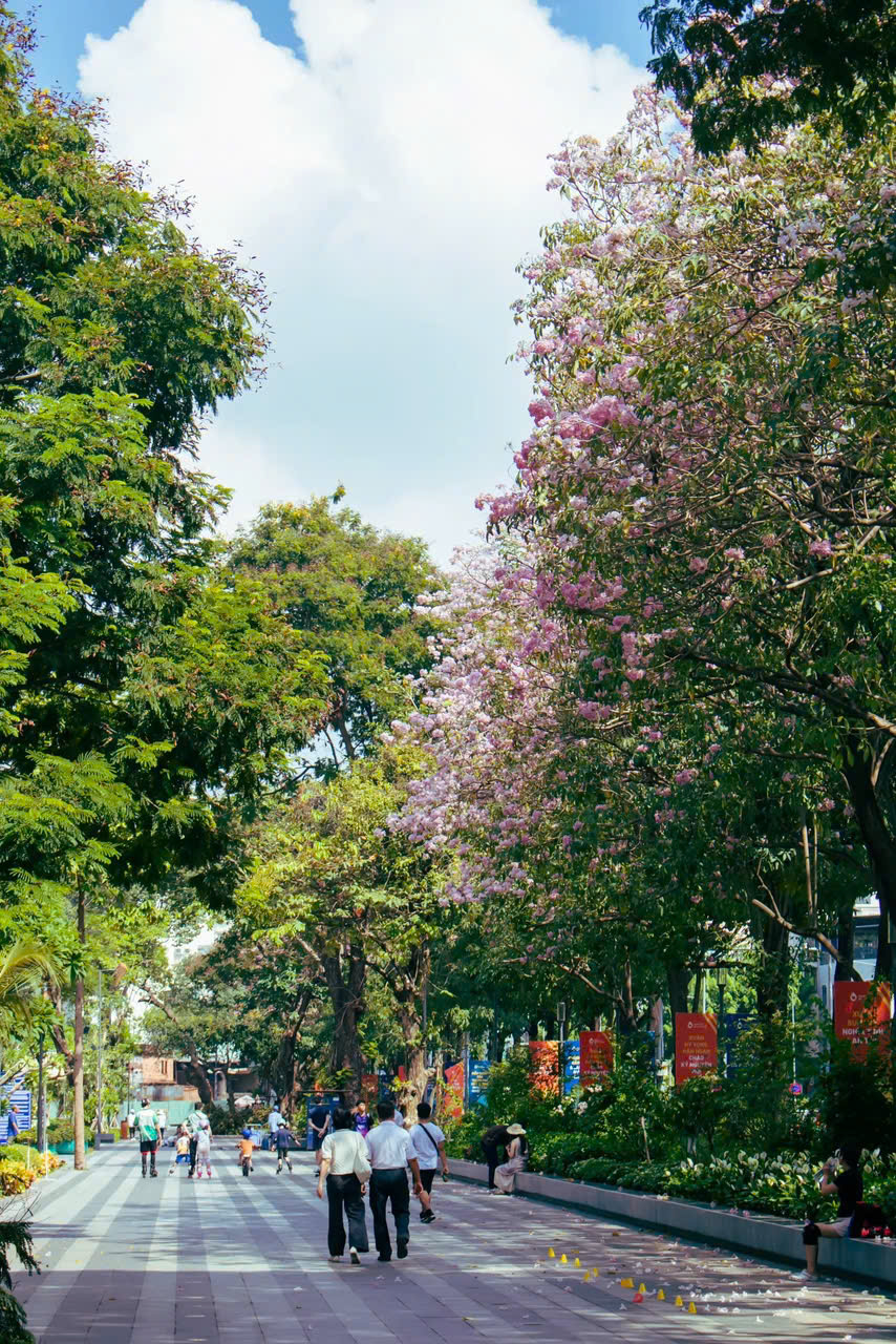 Nếu bạn có thời gian, hãy đi bộ để có thể chiêm ngưỡng trọn vẹn vẻ đẹp của mùa kèn hồng - Ảnh: @g.huy