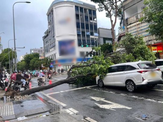 Cây xanh bật gốc đè trúng hai ôtô ở TPHCM ngày 2.6 vừa qua. Ảnh: Anh Vũ