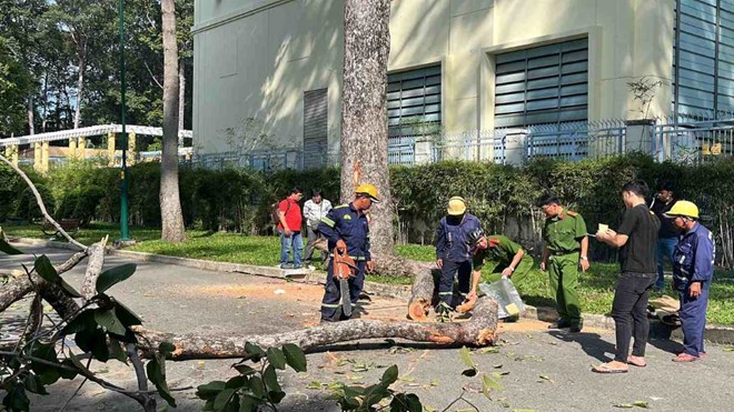 TPHCM rà soát, đốn hạ cây xanh có nguy cơ gãy đổ
