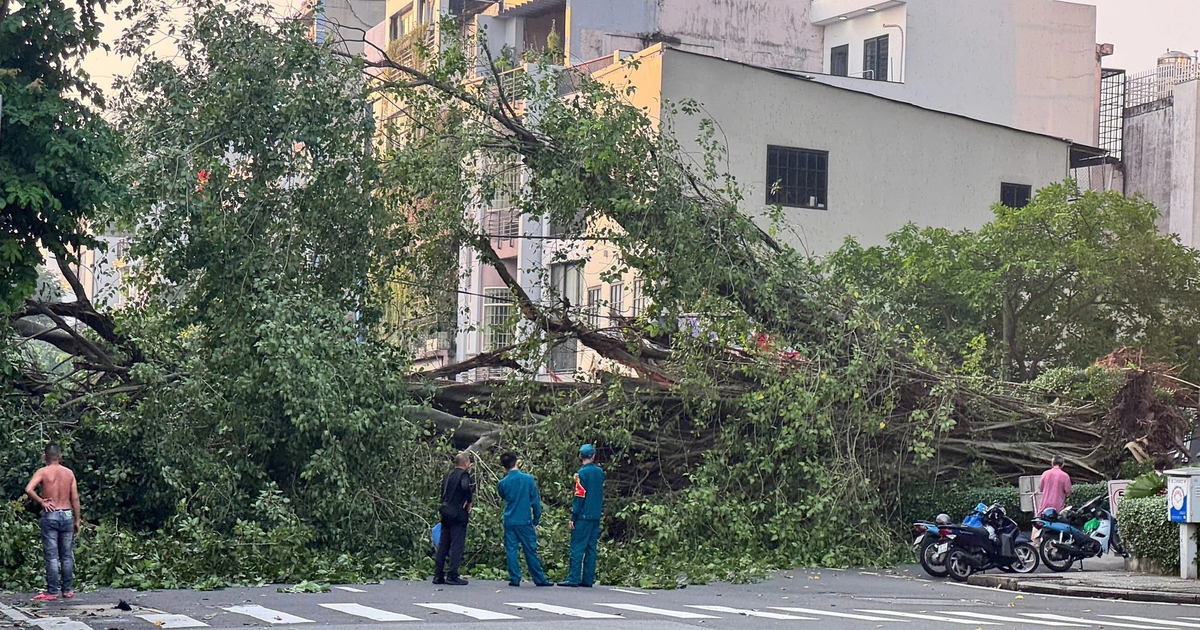 Cây bật gốc chắn ngang đường Đinh Tiên Hoàng, giao thông ùn tắc nghiêm trọng