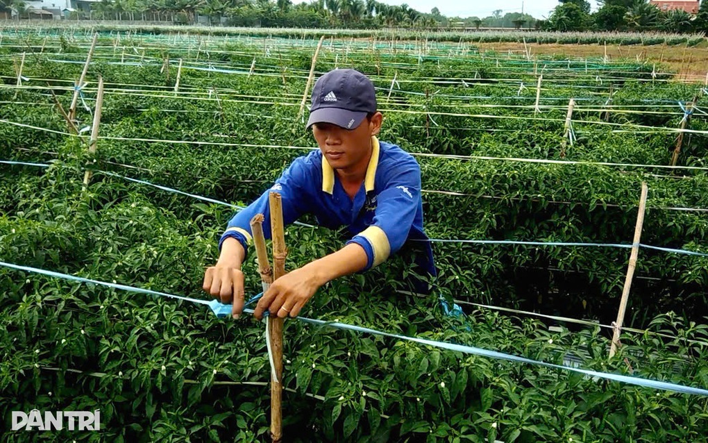Thông tin báo chí 16/10: 28 điểm ùn tắc tại TP.HCM sẽ được xử lý; Giá ớt tăng mạnh do thời tiết; Petrolimex, PVOIL giảm giá xăng dầu