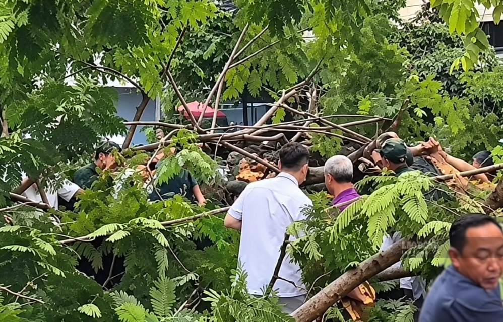 Cây phượng bật gốc đè người đàn ông ở TPHCM tử vong