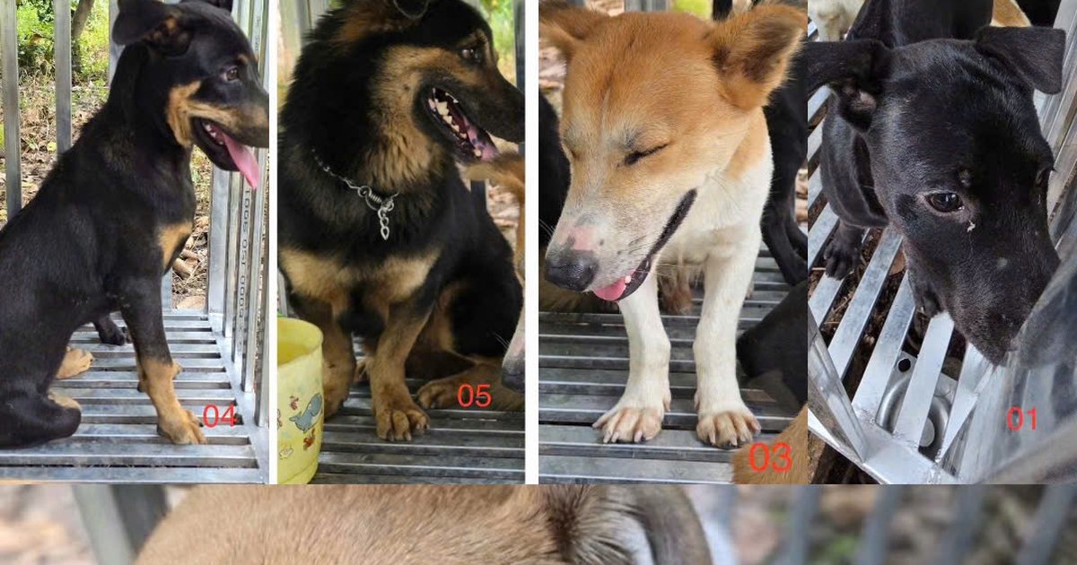 Tìm chủ nhân của loạt chó thả rông bị bắt ở TP.HCM